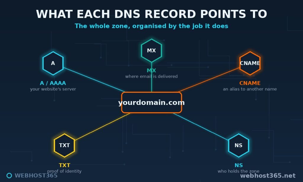 Map of DNS records radiating from a domain: A/AAAA to a server, MX to email, CNAME to an alias, TXT for identity, NS for authority